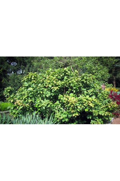 Калікант солітер 